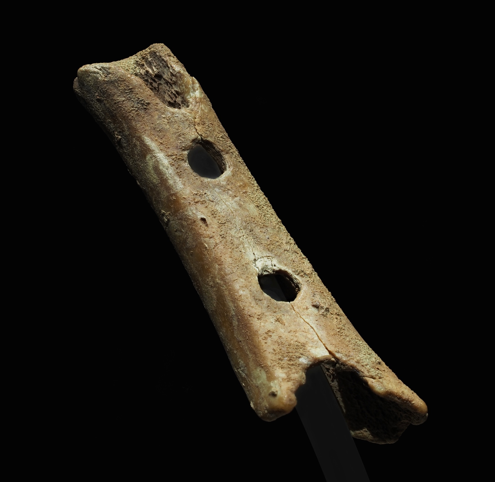 Fémur perforado de Divje Babe I. Su identificación como instrumento neandertal sigue siendo debatida.