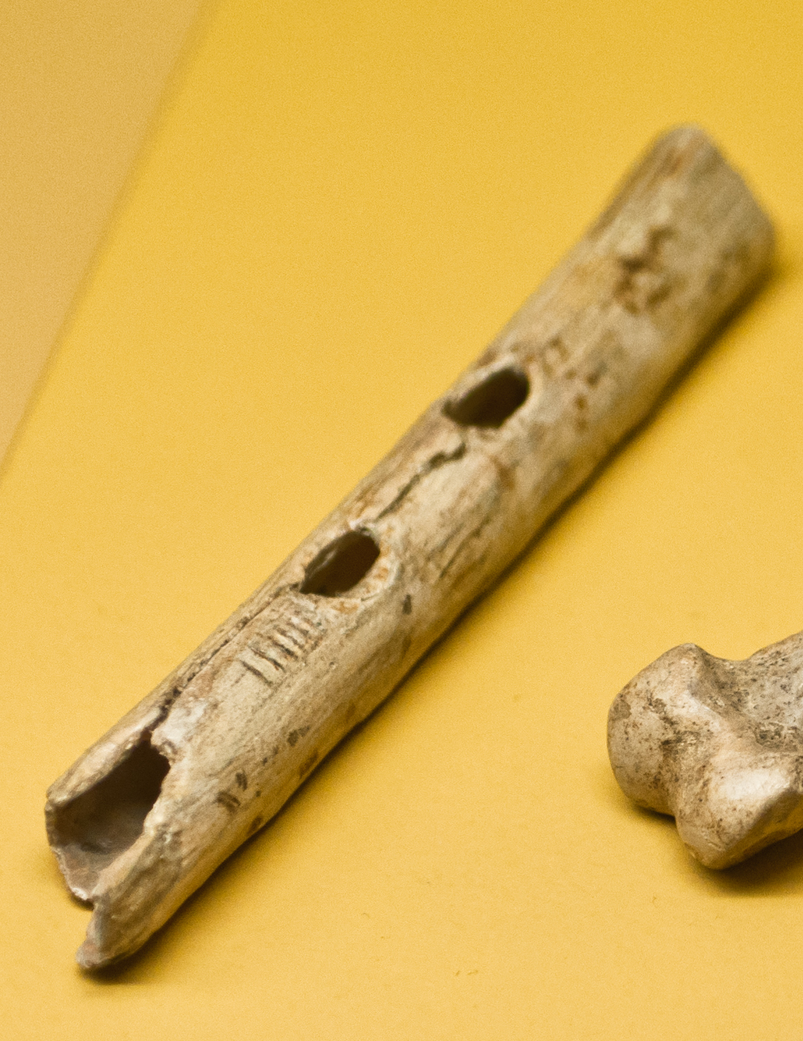 Flauta paleolítica de hueso expuesta en una vitrina de museo.