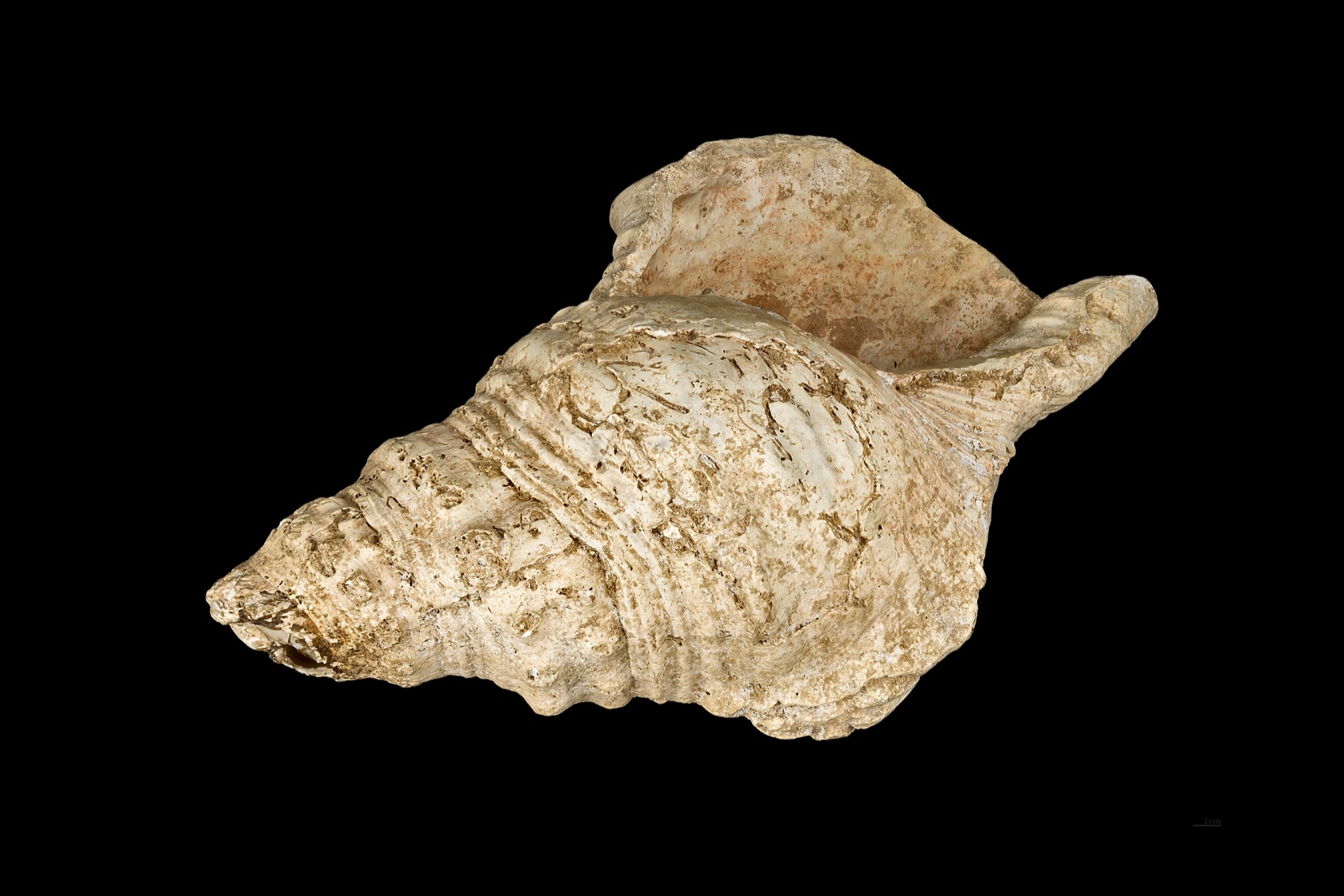 Caracola magdaleniense de Marsoulas modificada y utilizada como instrumento sonoro hace aproximadamente 18.000 años.